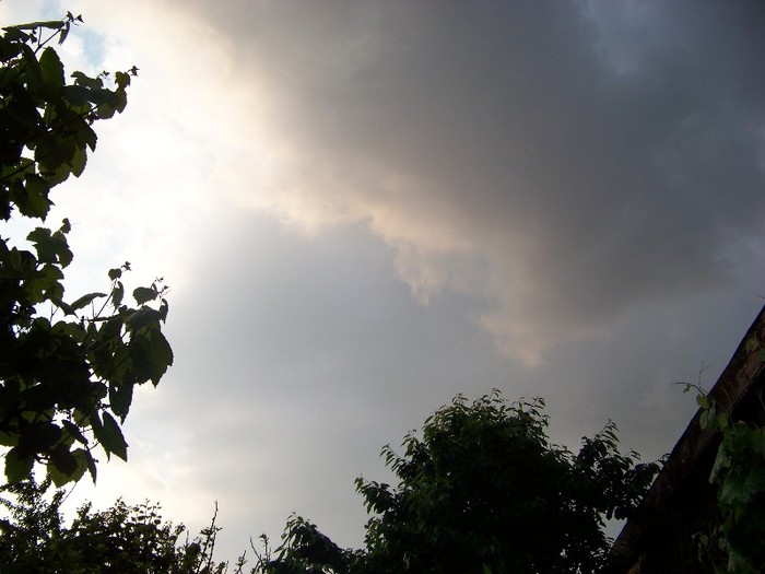 100_4504 - Cer Flori Pasari