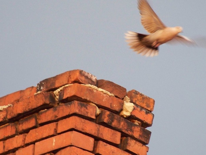 100_4530 - Cer Flori Pasari