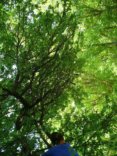 P1260662 - 14 mai 2011 - padure