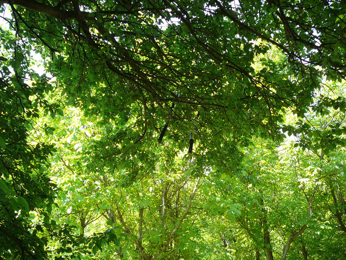 P1260663 - 14 mai 2011 - padure