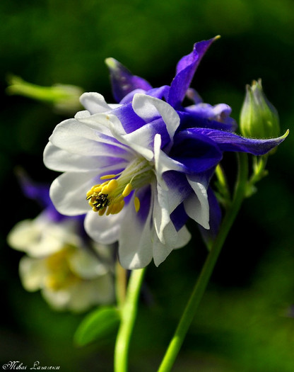 caldarusa bicolora - Flori
