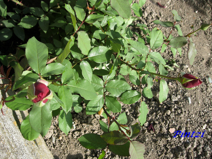 tr.bordo - TRANDAFIRI-11