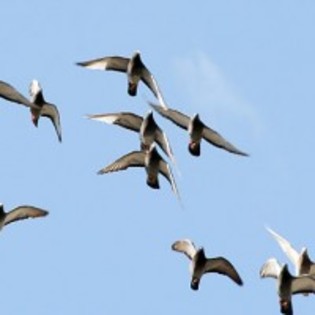 porumbei-voiajori - Pigeon