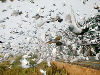 lansarea porumbeilor - Pigeon