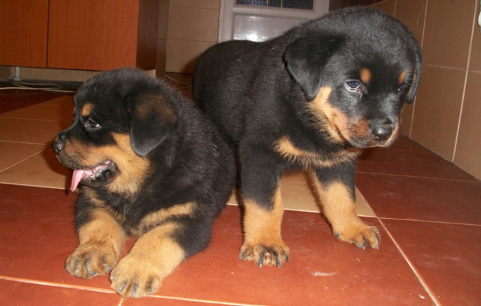 pui 6 saptamani((Toby vom Hause Onul&Zeta) - 08-Pui Rottweiler