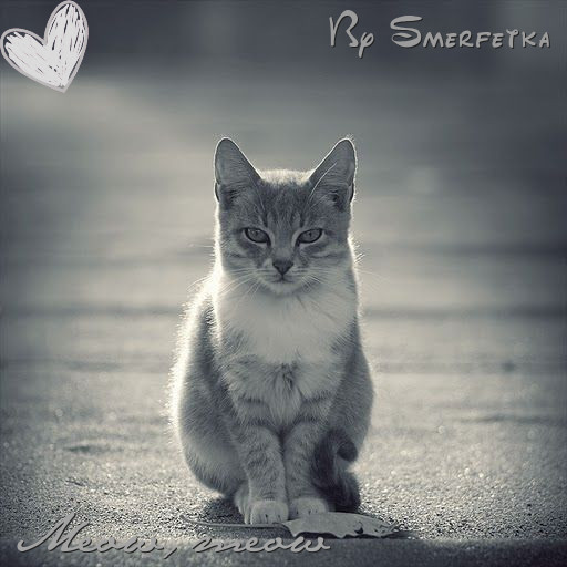 kitty pisicutza