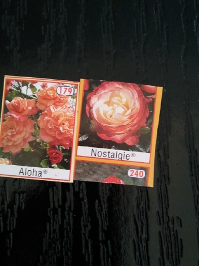 Photo083aloha-catarator si nostalgie - trandafirii mei-achizitii