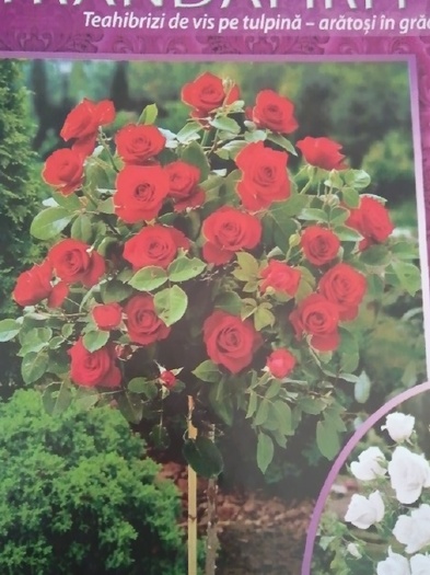 Photo084pomisor-sieberz - trandafirii mei-achizitii