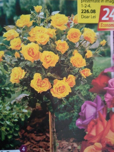 Photo085pomisor-sieberz - trandafirii mei-achizitii