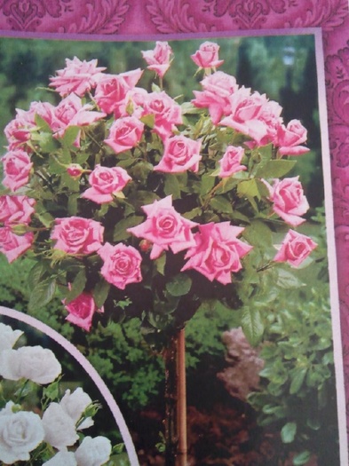Photo087pomisor-sieberz - trandafirii mei-achizitii