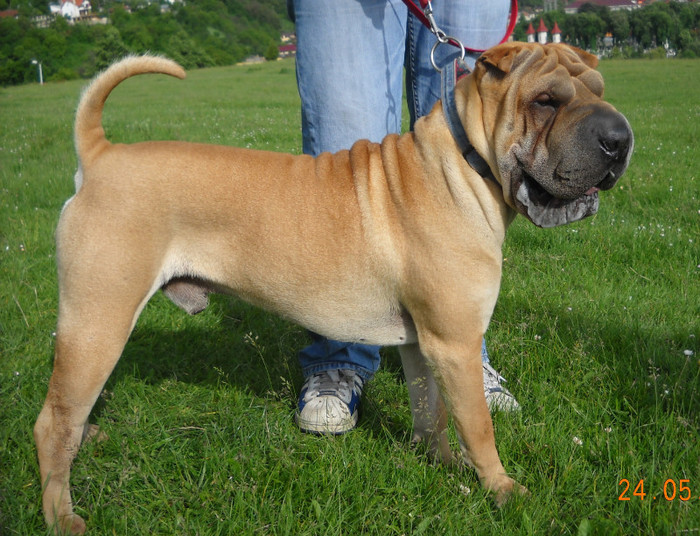 Hector 1 an si 6 luni