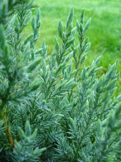 Juniperus chinensis Stricta (`11, May 15) - Juniperus chinensis