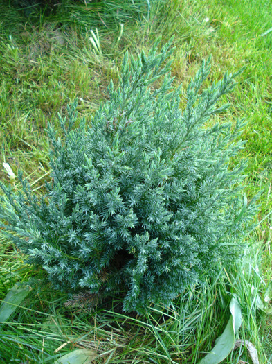 Juniperus chinensis Stricta (`11, May 15) - Juniperus chinensis