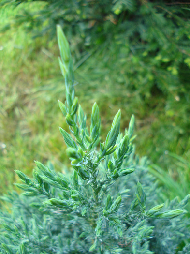 Juniperus chinensis Stricta (`11, May 15) - Juniperus chinensis