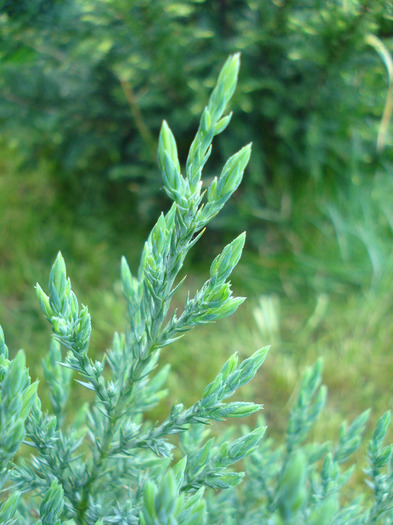 Chinese Juniper (2011, May 15) - Juniperus chinensis