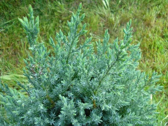 Chinese Juniper (2011, May 15) - Juniperus chinensis