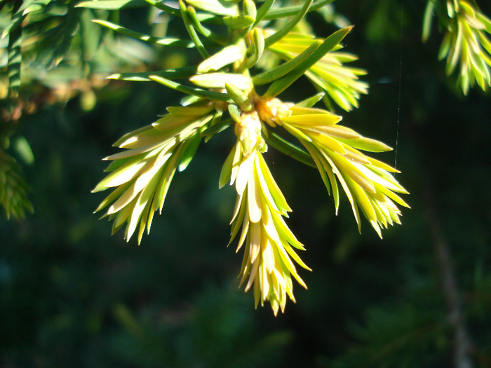 Common Yew (2011, May 13) - Taxus baccata_European Yew