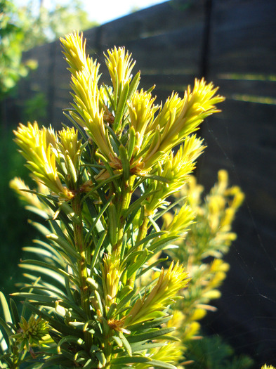 Common Yew (2011, May 13) - Taxus baccata_European Yew