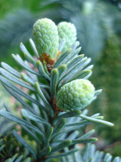 Abies procera Glauca (2011, May 15) - Abies procera Glauca