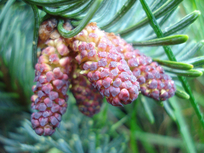 Abies procera Glauca (2011, May 15) - Abies procera Glauca