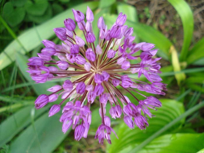 Allium Purple Sensation (2011, May 15) - Allium aflatunense Purple
