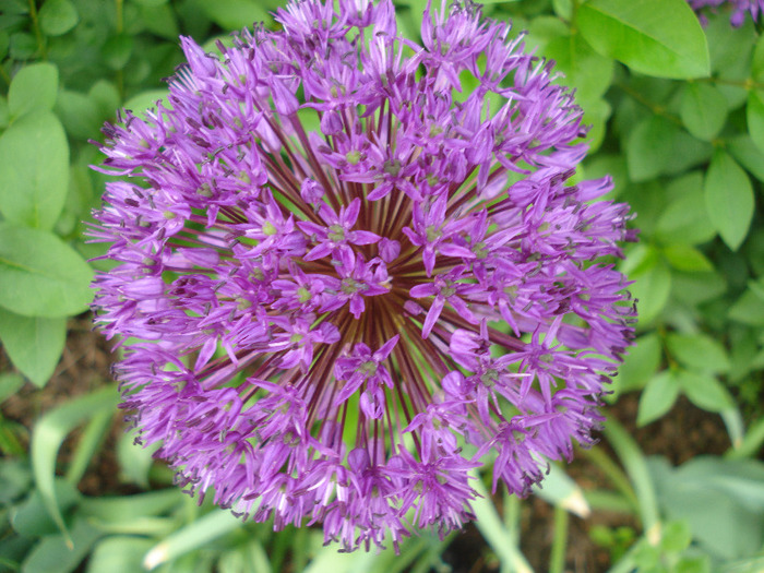 Allium Purple Sensation (2011, May 15) - Allium aflatunense Purple