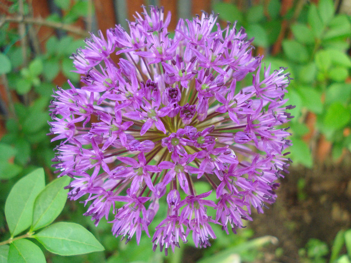Allium Purple Sensation (2011, May 15) - Allium aflatunense Purple