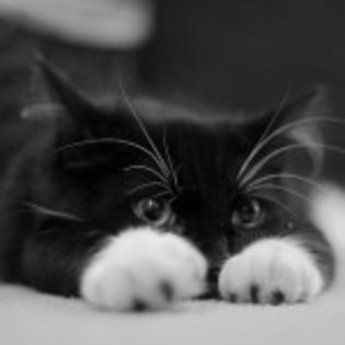 poze_pisici_11-150x150[1]
