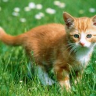poze_pisici_46-150x150[1]
