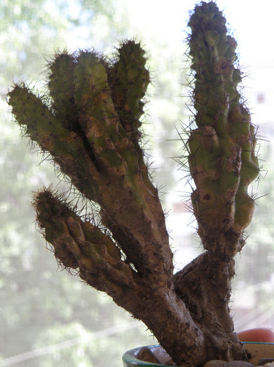 Cereus v. monstruosa 2010 Gino