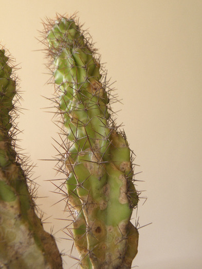 Cereus v. monstruosa - Genul Cereus