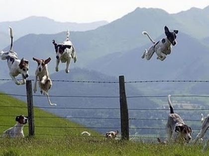 animals,damn,funny,dog,jump,funny,dogs-2d1c9c3c1d0b5a930e5890f47c7eab68_h - imagini animale