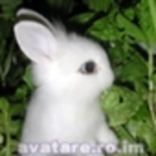 avatar-iepuras-de-paste_85_thumb - imagini animale