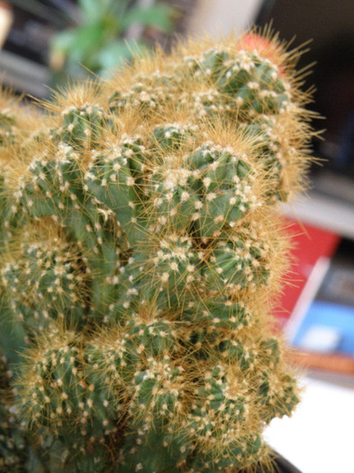 Cereus peruvianus var. monstruosa 2010