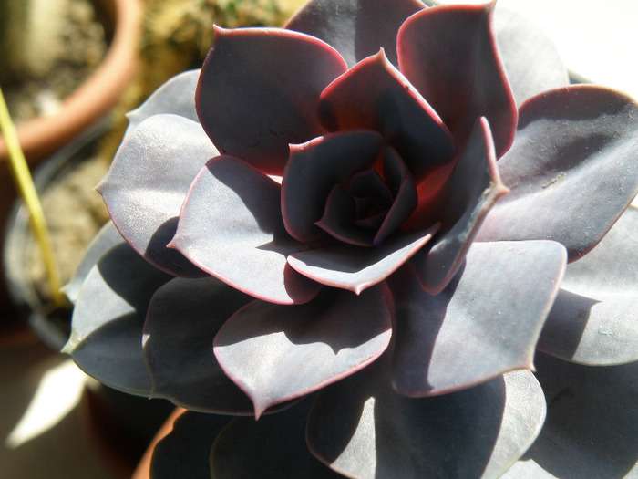 Echeveria perle von Nurnberg - Genul Echeveria