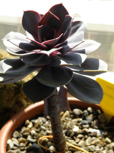 Echeveria perle von Nurnberg