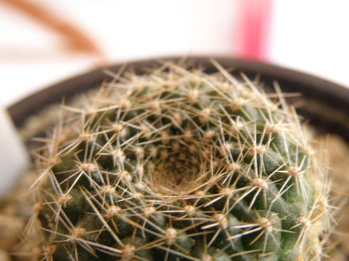 Rebutia marsoneri