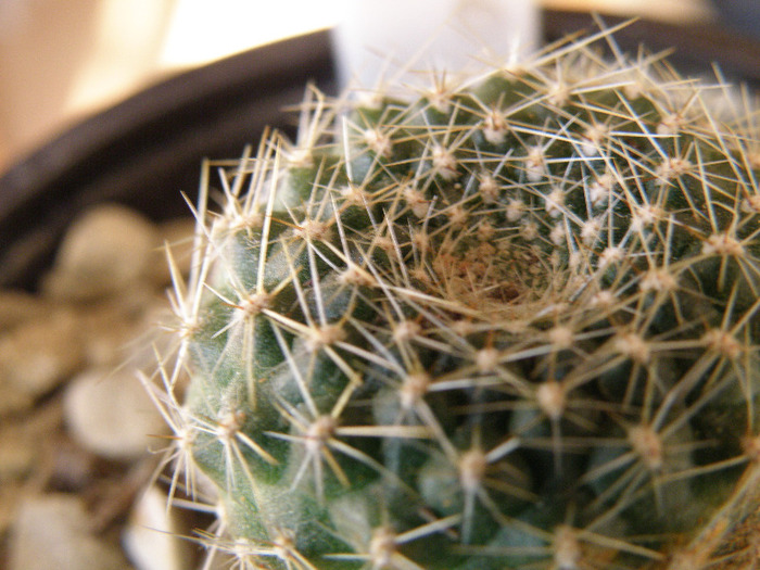 Rebutia marsoneri - Genul Rebutia