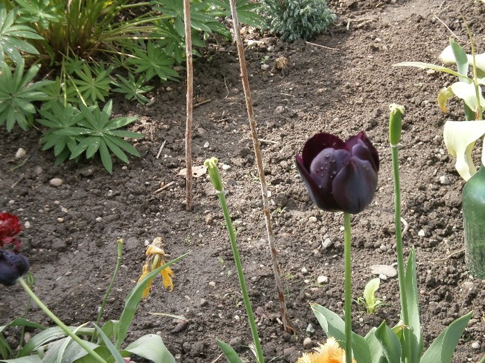 P5040001; lalea neagra :)
