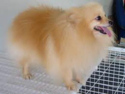 pomeranian - alege20