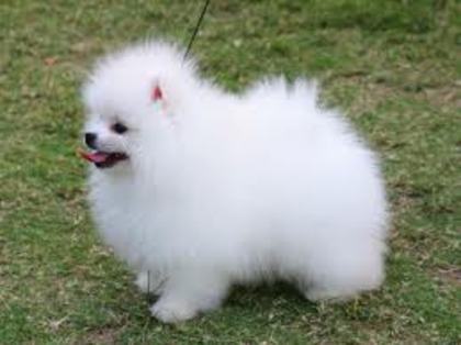 pomeranian pui