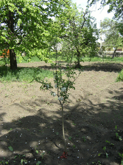 15 mai 2011 004
