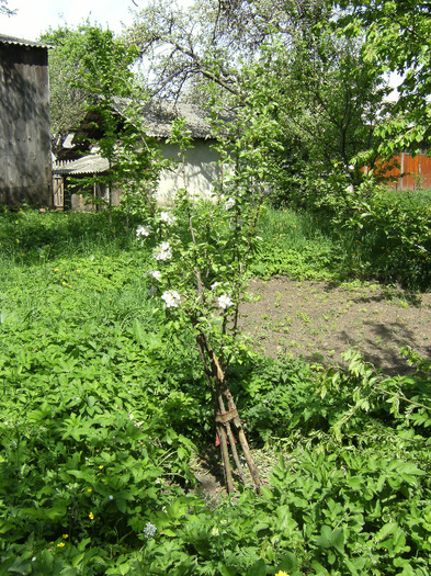 15 mai 2011 005