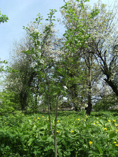 15 mai 2011 009