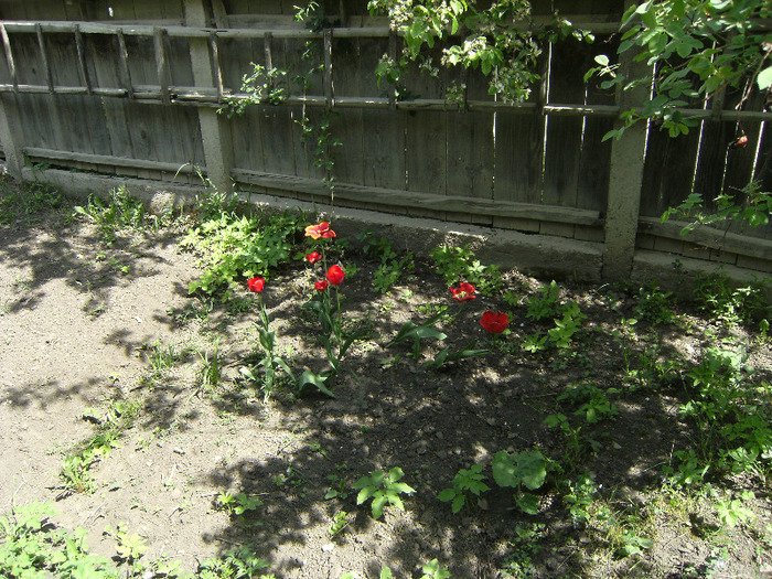 15 mai 2011 024