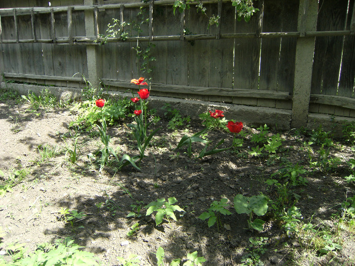 15 mai 2011 025