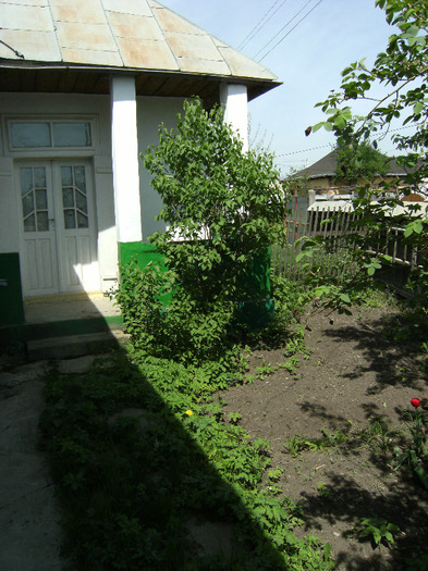 15 mai 2011 026