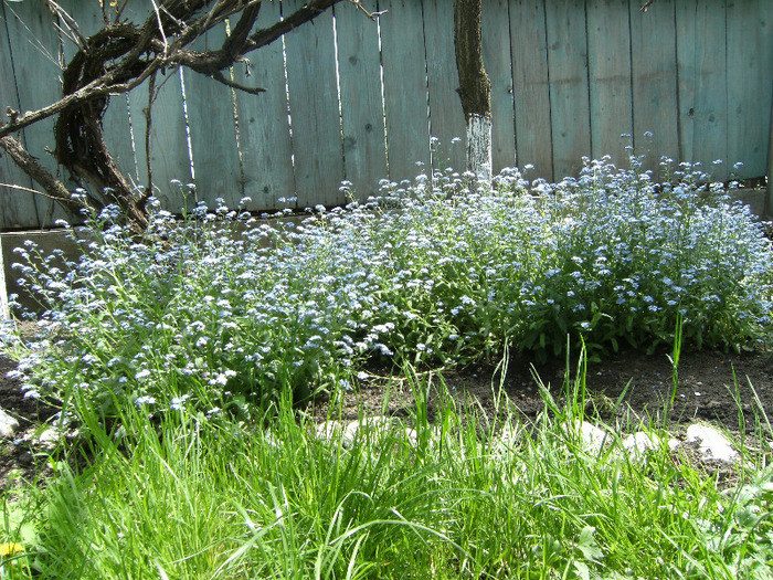 15 mai 2011 039