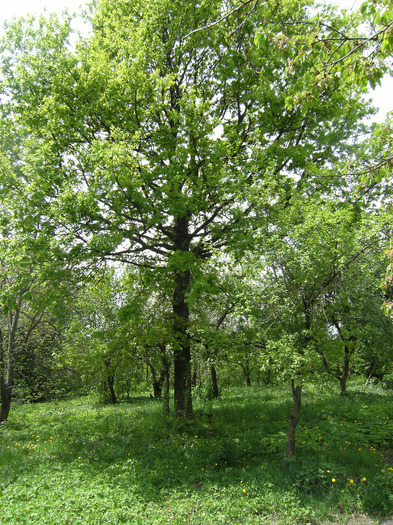 15 mai 2011 051