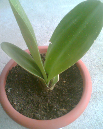 Picture 089 - Flori de la Dianadia